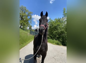 Arabo-Friesian, Gelding, 8 years, 16 hh, Black