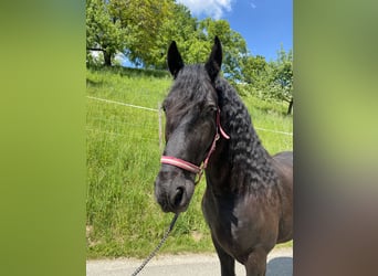 Arabofriese, Wallach, 8 Jahre, 16 hh, Rappe