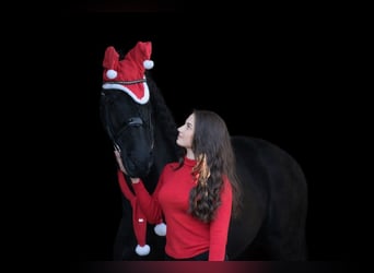 Arabo-Friesian, Klacz, 10 lat, 168 cm, Kara