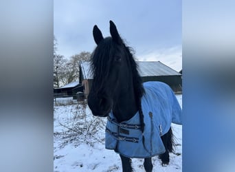 Arabo-Friesian, Klacz, 10 lat, 168 cm, Kara