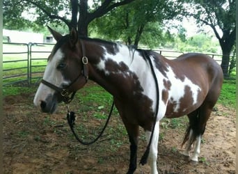 Arabo-Friesian, Klacz, 16 lat, 200 cm, Jasnogniada