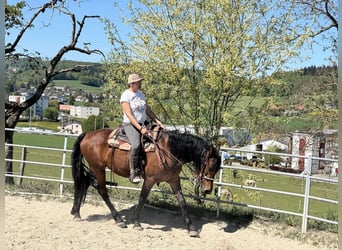 Arabo-Friesian Mix, Klacz, 4 lat, 150 cm, Gniada