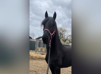 Arabo-Friesian, Klacz, 7 lat, 163 cm, Kara