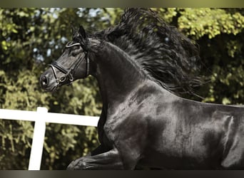 Arabo-Friesian, Klacz, 7 lat, 163 cm, Kara