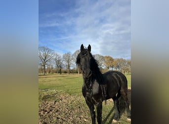 Arabo-Friesian, Mare, 10 years, 16.1 hh, Black