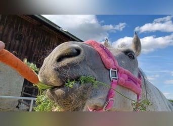 Arabo-Friesian, Mare, 14 years, 15.2 hh, Gray