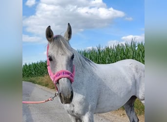 Arabo-Friesian, Mare, 14 years, 15.2 hh, Gray