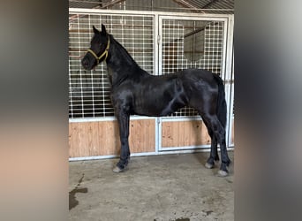 Arabo-Friesian, Mare, 1 year, 14.2 hh, Black