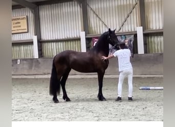 Arabo-Friesian, Mare, 2 years, 16 hh, Smoky-Black