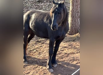 Arabo-Friesian Mix, Mare, 3 years, 14.2 hh