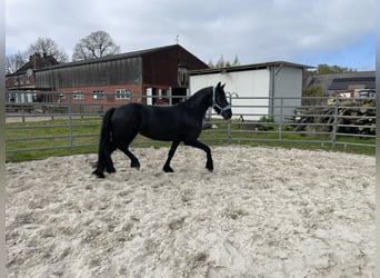 Arabo-Friesian, Mare, 3 years, 15.1 hh, Black