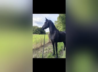 Arabo-Friesian, Mare, 5 years, 16 hh, Black
