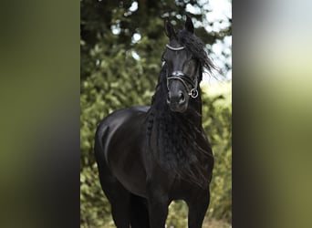 Arabofriese, Stute, 7 Jahre, 16 hh, Rappe