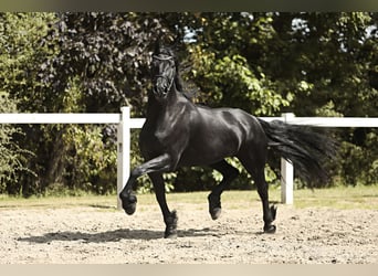 Arabofriese, Stute, 7 Jahre, 16 hh, Rappe