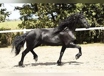 Arabofriese, Stute, 7 Jahre, 16 hh, Rappe