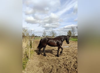 Arabo-Friesian, Mare, 7 years, 16,1 hh, Black
