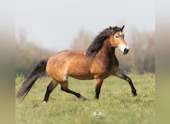 Arabo-Friesian Mix, Mare, 8 years, 15.2 hh, Brown-Light