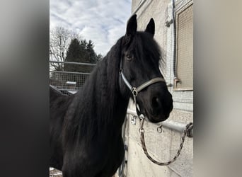 Arabo-Friesian, Mare, 8 years, 15,2 hh