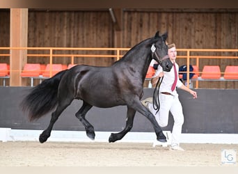 Arabo-Friesian, Mare, 9 years, 15.3 hh, Black