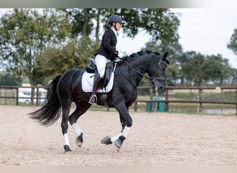 Arabo-Friesian, Ogier, 11 lat, 167 cm, Kara