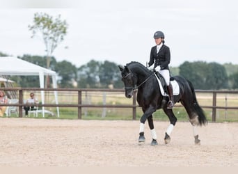 Arabo-Friesian, Ogier, 11 lat, 167 cm, Kara