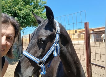 Arabo-Friesian, Ogier, 2 lat, 170 cm, Kara