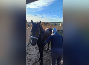 Arabo-Friesian, Ogier, 2 lat, 170 cm, Kara