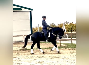 Arabo-Friesian Mix, Ogier, 6 lat, 156 cm, Kara