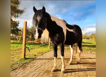 Arabo-Friesian, Ogier, 9 lat, 158 cm, Srokata