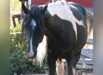 Arabo-Friesian, Ogier, 9 lat, 158 cm, Srokata