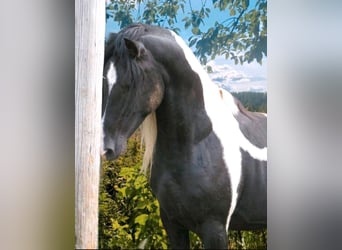 Arabo-Friesian, Ogier, 9 lat, 158 cm, Srokata
