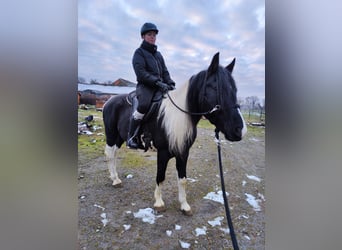 Arabo-Friesian, Ogier, 9 lat, 158 cm, Srokata