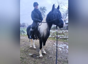 Arabo-Friesian, Ogier, 9 lat, 158 cm, Srokata