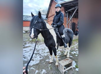 Arabo-Friesian, Ogier, 9 lat, 158 cm, Srokata