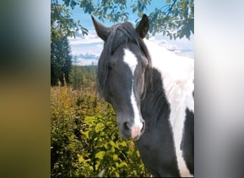 Arabo-Friesian, Ogier, 9 lat, 158 cm, Srokata