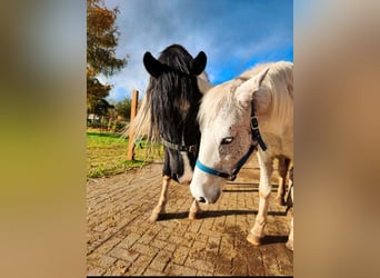 Arabo-Friesian, Ogier, 9 lat, 158 cm, Srokata
