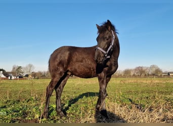 Arabo-Friesian, Stallion, 1 year, Black