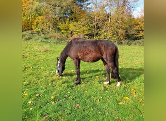 Arabo-Friesian Mix, Stallion, 2 years, 14.1 hh, Smoky-Black