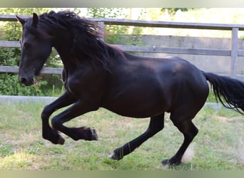 Arabo-Friesian, Stallion, 2 years, 15.1 hh, Black