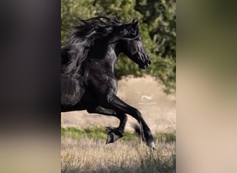 Arabo-Friesian, Stallion, 4 years, 15.3 hh, Black