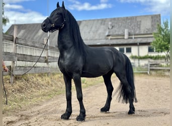 Arabo-Friesian, Stallion, 6 years, 15,3 hh, Black