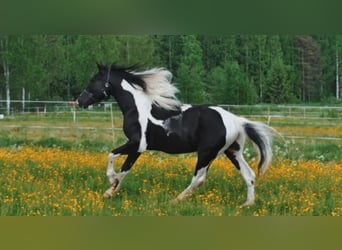 Arabo-Friesian, Stallion, 9 years, 15.2 hh, Pinto