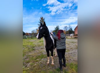Arabo-Friesian, Stallion, 9 years, 15.2 hh, Pinto