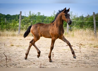Arabo-Friesian, Stallion, Foal (05/2026), 16 hh, Black