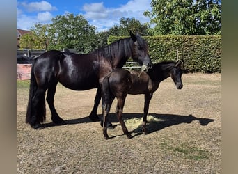 Arabo-Friesian, Stallion, Foal (06/2025), Black