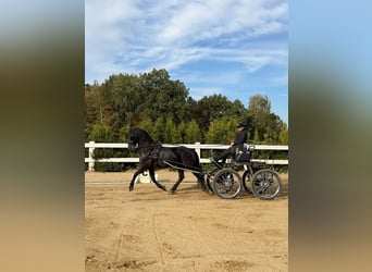 Arabo-Friesian, Wałach, 12 lat, 162 cm, Kara