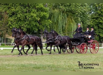Arabo-Friesian, Wałach, 12 lat, 162 cm, Kara