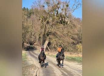 Arabo-Friesian, Wałach, 12 lat, 162 cm, Kara