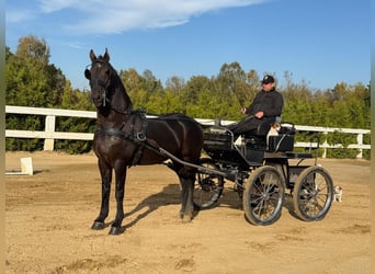 Arabo-Friesian, Wałach, 12 lat, 162 cm, Kara