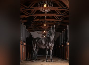 Arabo-Friesian, Wałach, 12 lat, 162 cm, Kara